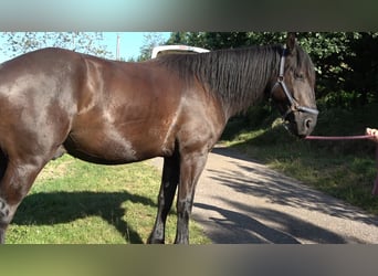 Murgese, Castrone, 4 Anni, 155 cm, Morello