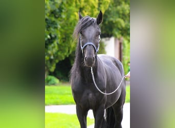 Murgese, Castrone, 4 Anni, 160 cm, Morello