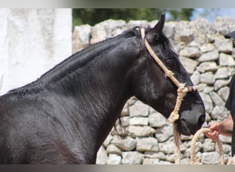Murgese, Castrone, 4 Anni, 160 cm, Morello
