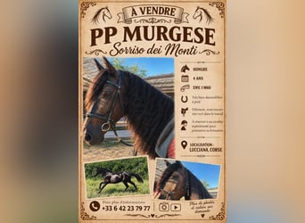 Murgese, Castrone, 4 Anni, 160 cm, Morello