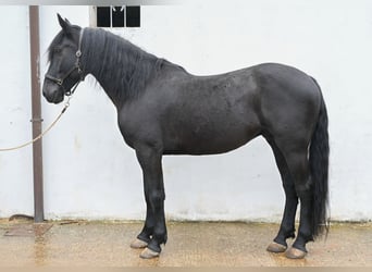 Murgese, Castrone, 5 Anni, 164 cm, Morello