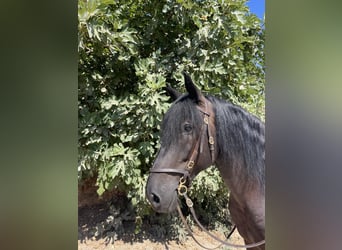 Murgese, Castrone, 6 Anni, 164 cm, Morello