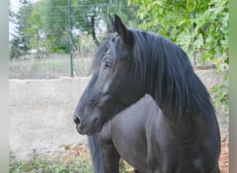 Murgese, Castrone, 6 Anni, 164 cm, Morello