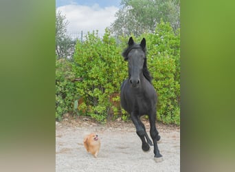 Murgese, Castrone, 6 Anni, 164 cm, Morello