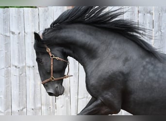 Murgese, Castrone, 7 Anni, 167 cm, Morello