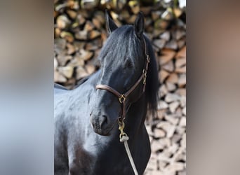 Murgese, Castrone, 7 Anni, 167 cm, Morello