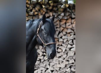 Murgese, Castrone, 7 Anni, 167 cm, Morello