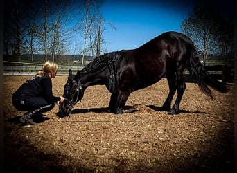 Murgese, Castrone, 9 Anni, 155 cm, Morello