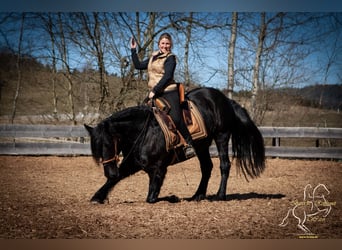 Murgese, Castrone, 9 Anni, 155 cm, Morello