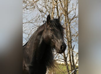Murgese, Castrone, 9 Anni, 155 cm, Morello