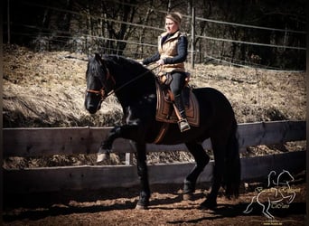 Murgese, Castrone, 9 Anni, 155 cm, Morello