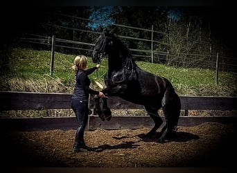 Murgese, Castrone, 9 Anni, 155 cm, Morello