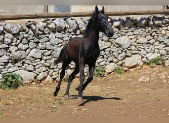 Murgese, Étalon, 1 Année, 160 cm, Noir