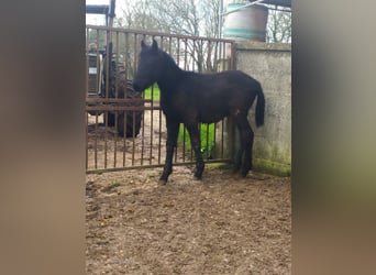 Murgese, Étalon, 1 Année, Noir