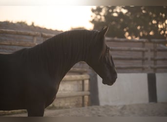Murgese, Étalon, 2 Ans, 147 cm, Noir