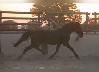 Murgese, Étalon, 2 Ans, 147 cm, Noir