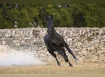 Murgese, Étalon, 2 Ans, 147 cm, Noir