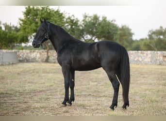 Murgese, Étalon, 2 Ans, 147 cm, Noir