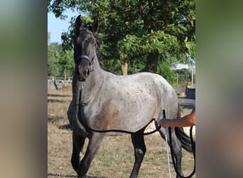 Murgese, Étalon, 2 Ans, 154 cm, Rouan Bleu