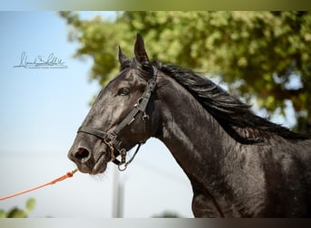 Murgese, Étalon, 2 Ans, 156 cm, Noir