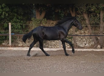 Murgese, Étalon, 2 Ans, 157 cm, Noir