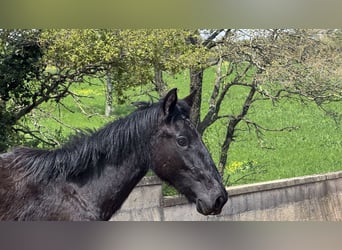 Murgese, Étalon, 2 Ans, 157 cm, Noir