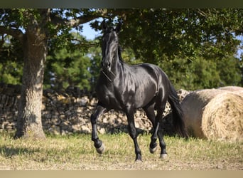 Murgese, Étalon, 2 Ans, 158 cm, Noir