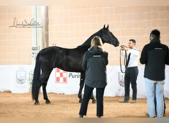Murgese, Étalon, 2 Ans, 160 cm, Noir