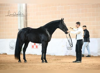 Murgese, Étalon, 2 Ans, 160 cm, Noir