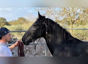 Murgese, Étalon, 2 Ans, 160 cm, Noir