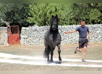 Murgese, Étalon, 2 Ans, 160 cm, Rouan Bleu