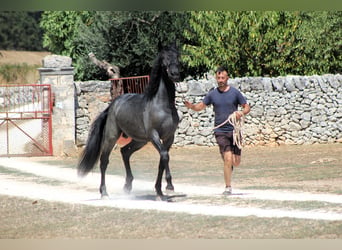 Murgese, Étalon, 2 Ans, 160 cm, Rouan Bleu