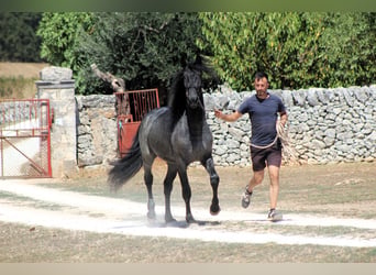 Murgese, Étalon, 2 Ans, 160 cm, Rouan Bleu