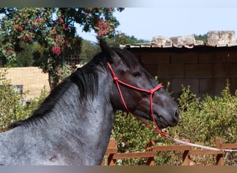 Murgese, Étalon, 2 Ans, 160 cm, Rouan Bleu