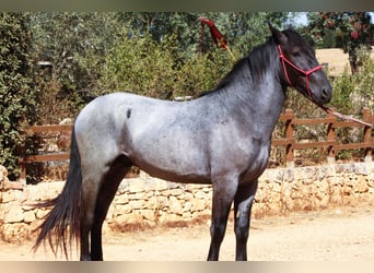 Murgese, Étalon, 2 Ans, 160 cm, Rouan Bleu