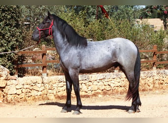 Murgese, Étalon, 2 Ans, 160 cm, Rouan Bleu