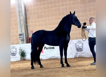 Murgese, Étalon, 2 Ans, 161 cm, Noir