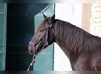 Murgese, Étalon, 2 Ans, 161 cm, Noir