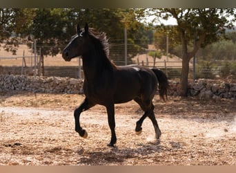 Murgese, Étalon, 2 Ans, 164 cm, Noir