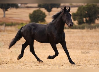 Murgese, Étalon, 2 Ans, 164 cm, Noir
