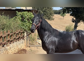 Murgese, Étalon, 2 Ans, 164 cm, Noir