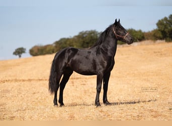 Murgese, Étalon, 2 Ans, 164 cm, Noir