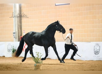 Murgese, Étalon, 2 Ans, 165 cm, Noir