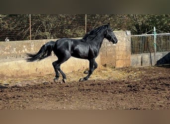 Murgese, Étalon, 2 Ans, 165 cm, Noir