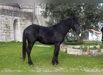 Murgese, Étalon, 2 Ans, 165 cm, Noir