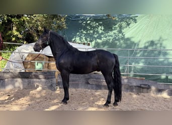 Murgese, Étalon, 2 Ans, 165 cm, Noir