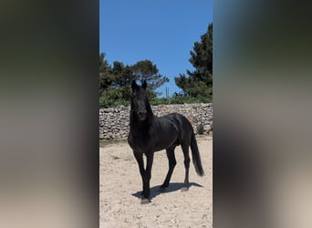Murgese, Étalon, 3 Ans, 155 cm, Noir