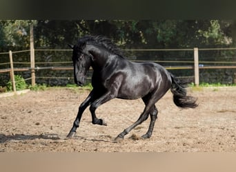 Murgese, Étalon, 3 Ans, 155 cm, Noir