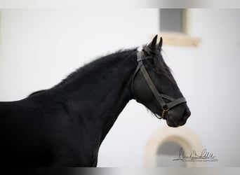 Murgese, Étalon, 3 Ans, 155 cm, Noir