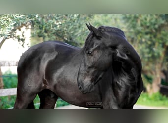 Murgese, Étalon, 3 Ans, 155 cm, Noir